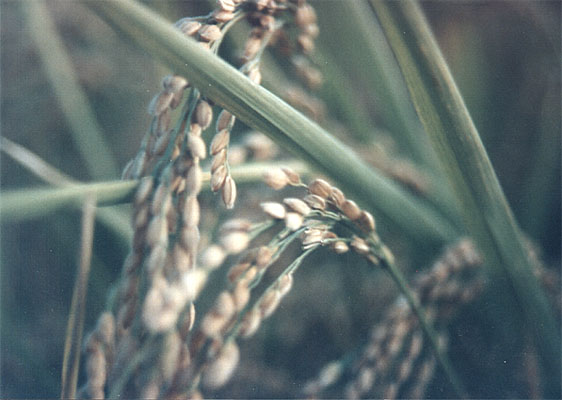 1992yakota_rice.jpg
