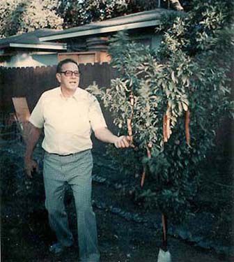 1976dads_carrot_tree.jpg